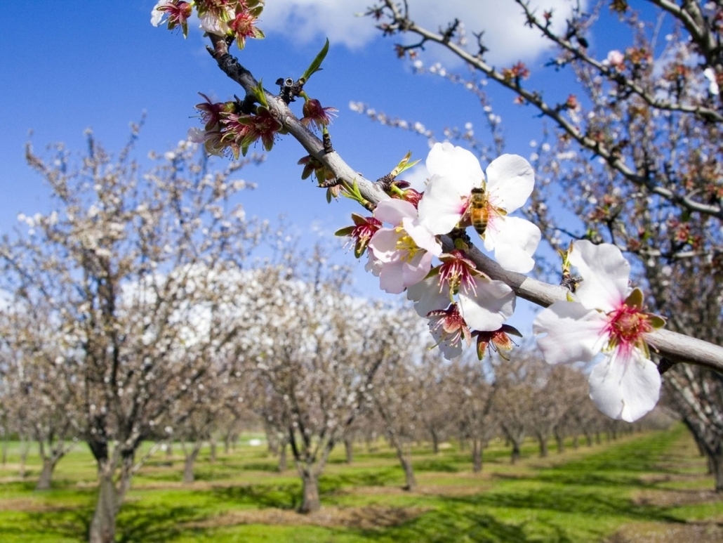 С тех пор я полюбил весну.