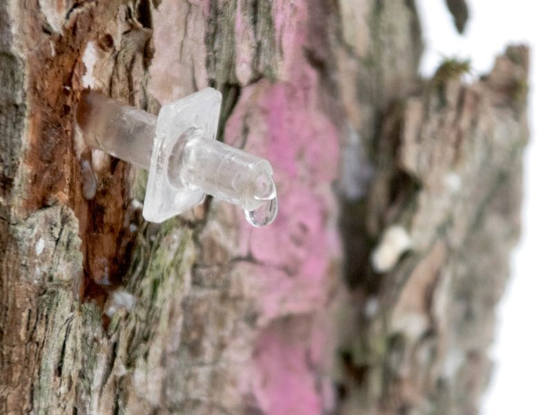 5 вещей, которые каждый должен знать о приготовлении сока: когда и как ?