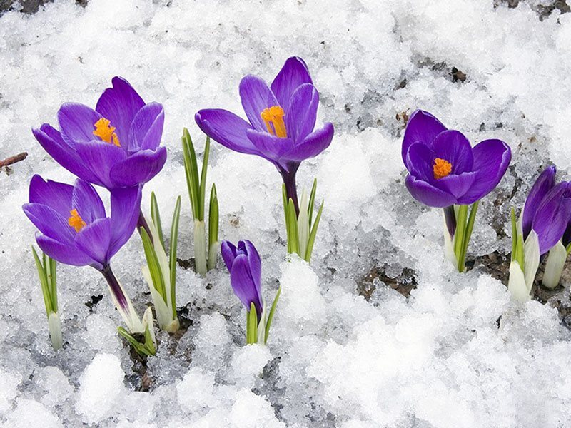 Какие праздники нас ожидают в марте 2024? Международный женский день и другие праздники