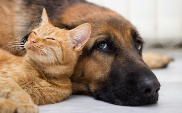 Диванная дипломатия: как кошка и собака решили свои разногласия