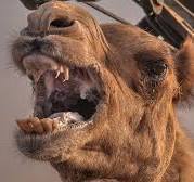 Не доводите верблюда, иначе рискуете остаться без головы!