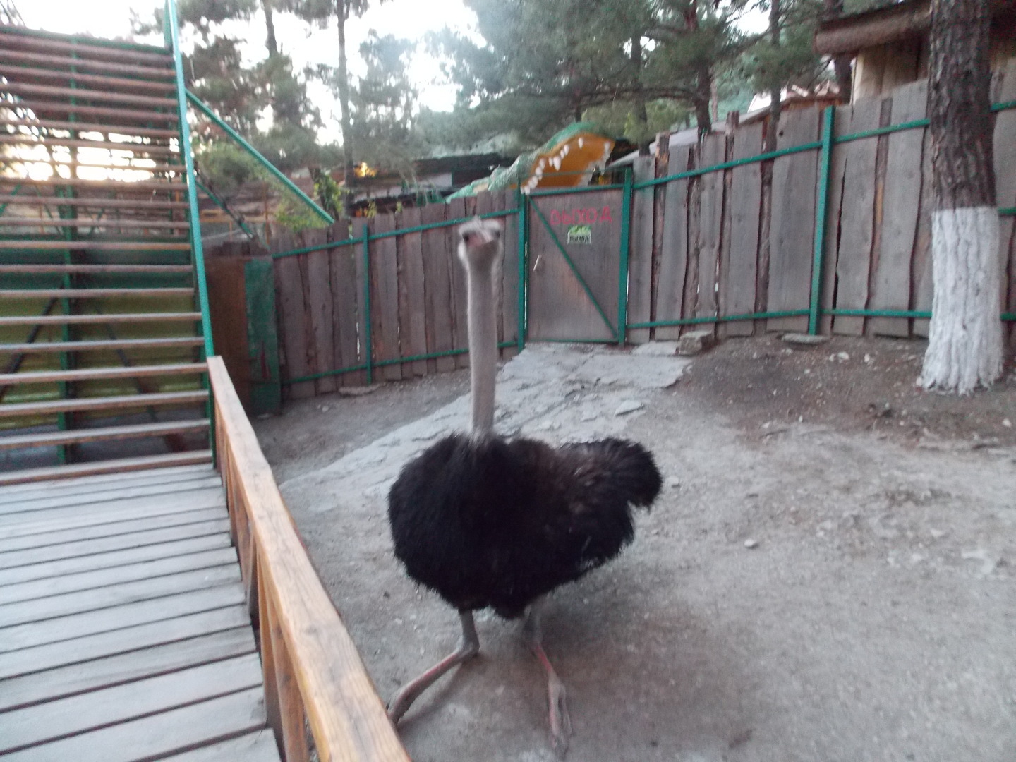 Наша поездка в парк Олимп. Геленджик. Канатная дорога, мини-зоопарк, колесо обозрения и чудесный вид на бухту!