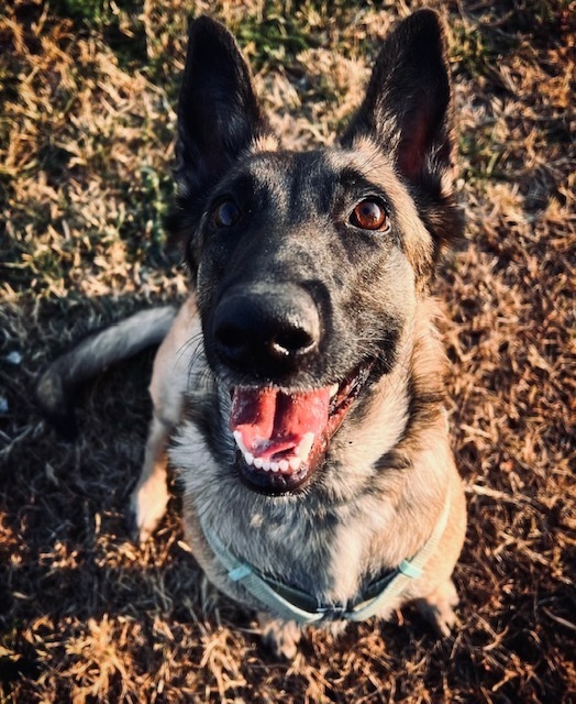 Течка у собаки, а проблема у человека. Какова ответственность за укус собаки? Можно ли взыскать компенсацию морального вреда за лай собаки?