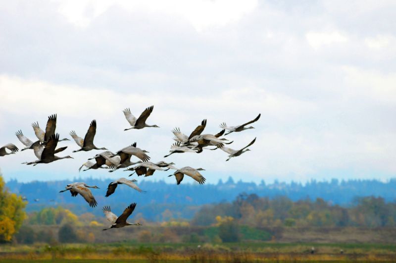 Способность вернуться домой с расстояния в тысячи километров: как работает "фантастический " навигатор животных ?