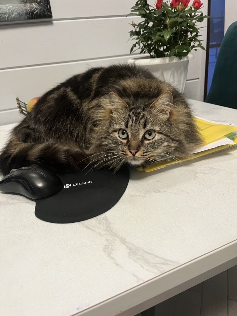 Адвокатский кот судья