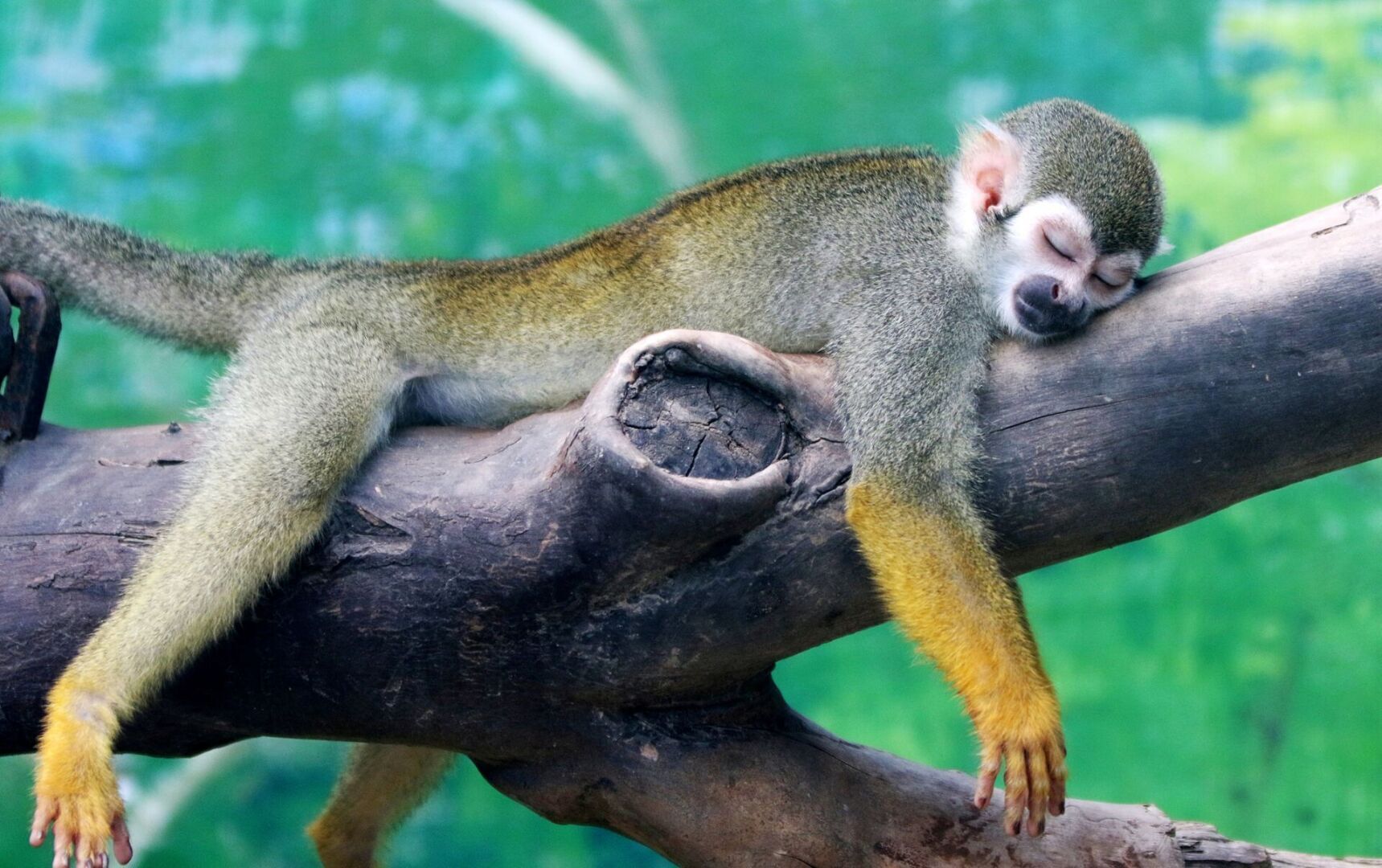 Стратегии выживания индивида в современной реальности