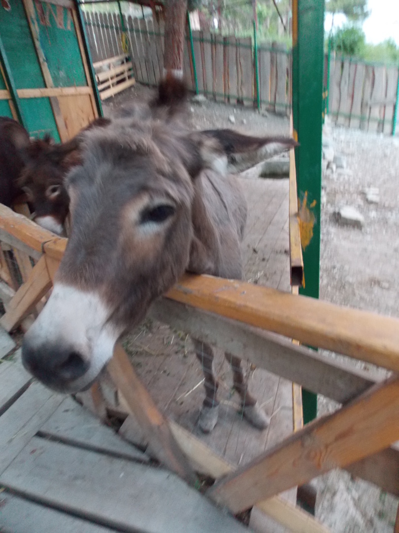 Наша поездка в парк Олимп. Геленджик. Канатная дорога, мини-зоопарк, колесо обозрения и чудесный вид на бухту!