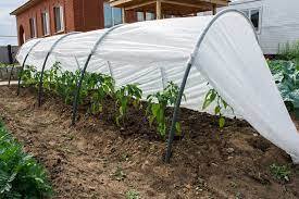 Выбор между Теплицей и Парником: Как определиться?