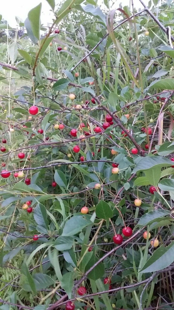 Мой летний отдых в деревне: лучшие моменты, воспоминания о позитивном и прекрасном