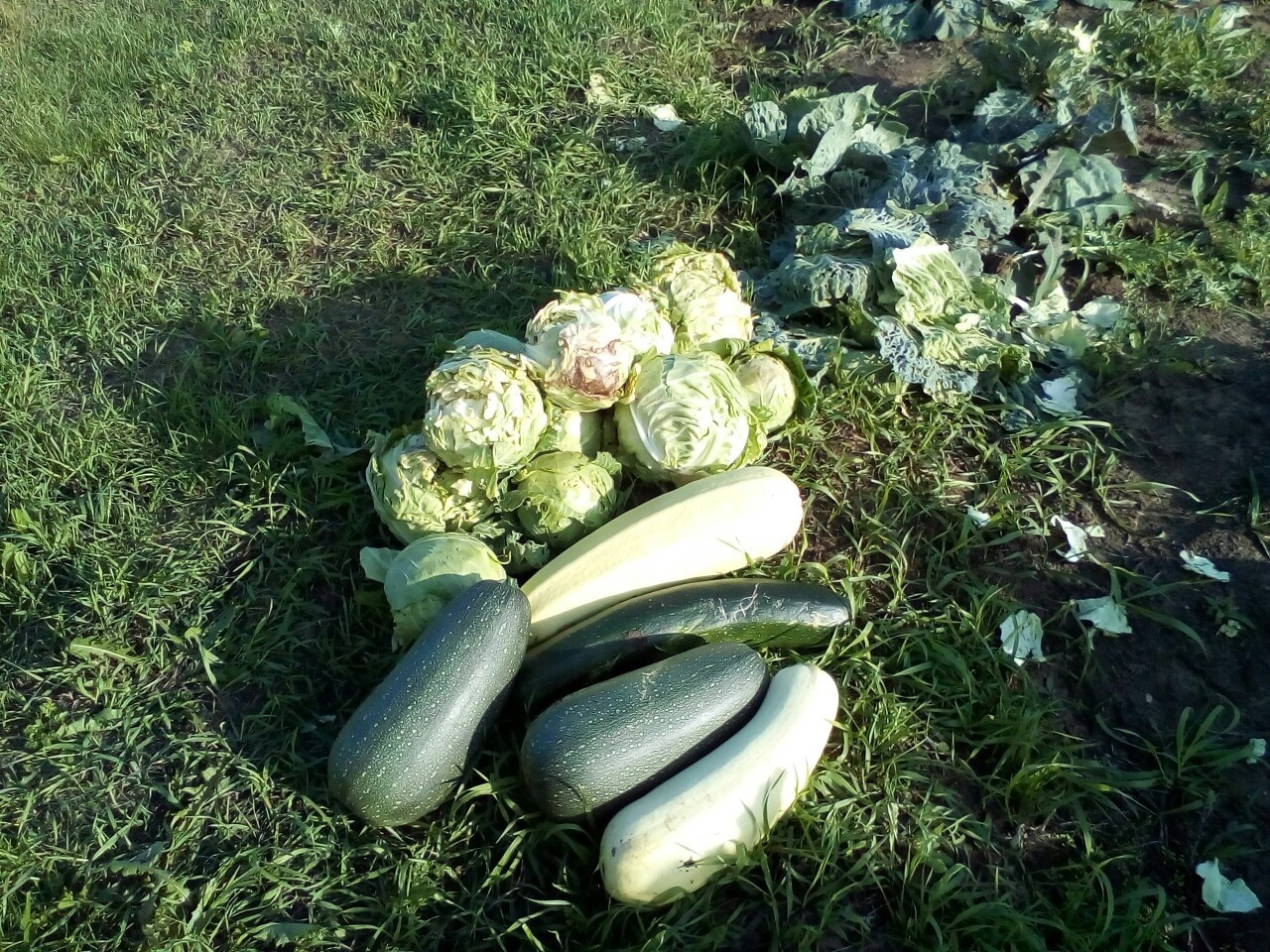 Мой летний отдых в деревне: лучшие моменты, воспоминания о позитивном и прекрасном