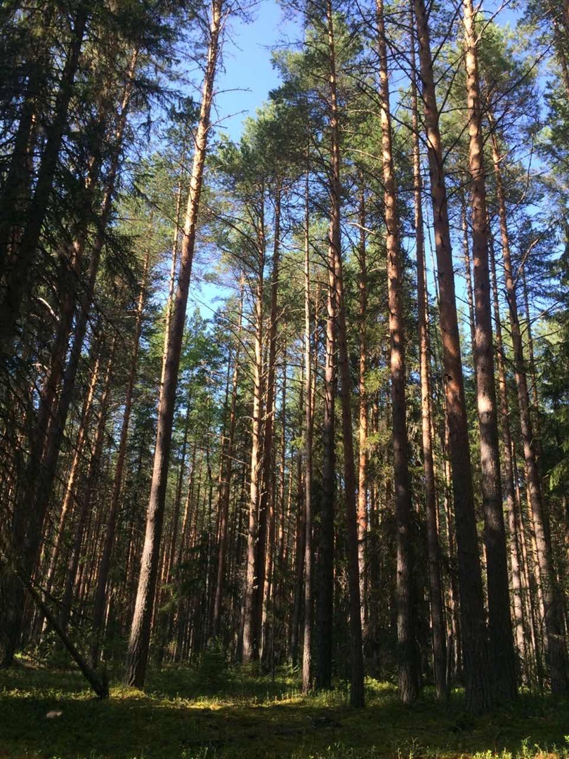 Мой летний отдых в деревне: лучшие моменты, воспоминания о позитивном и прекрасном