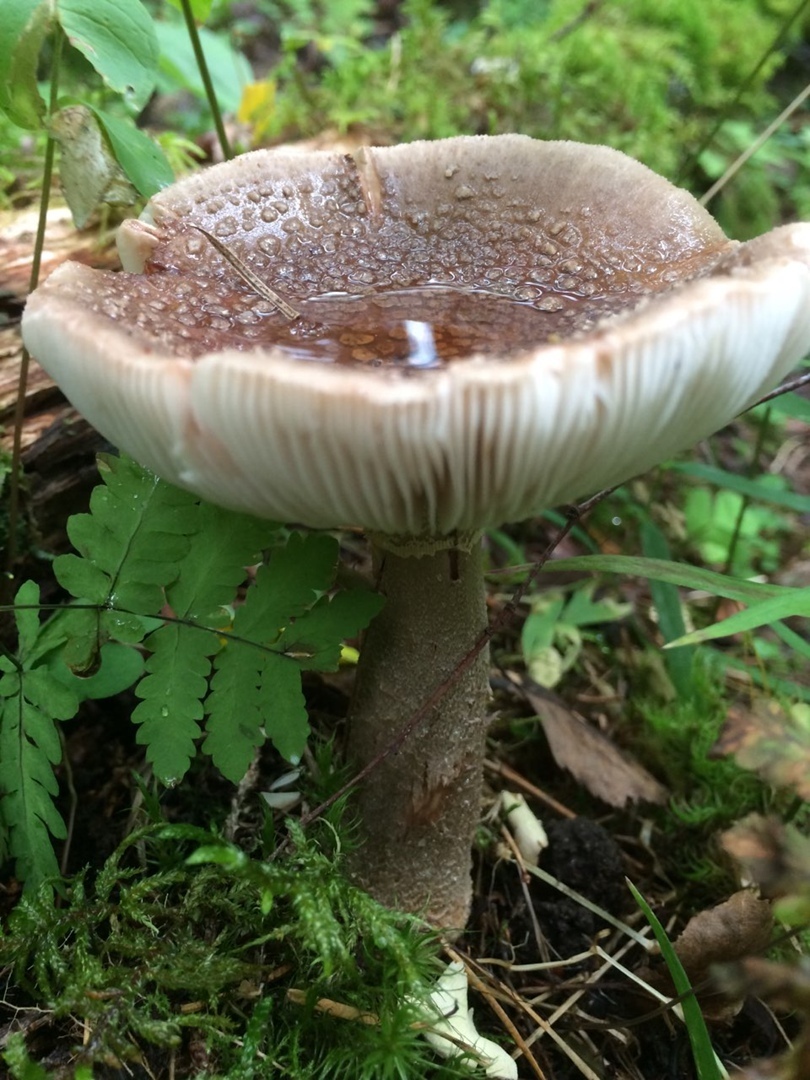 Мой летний отдых в деревне: лучшие моменты, воспоминания о позитивном и прекрасном