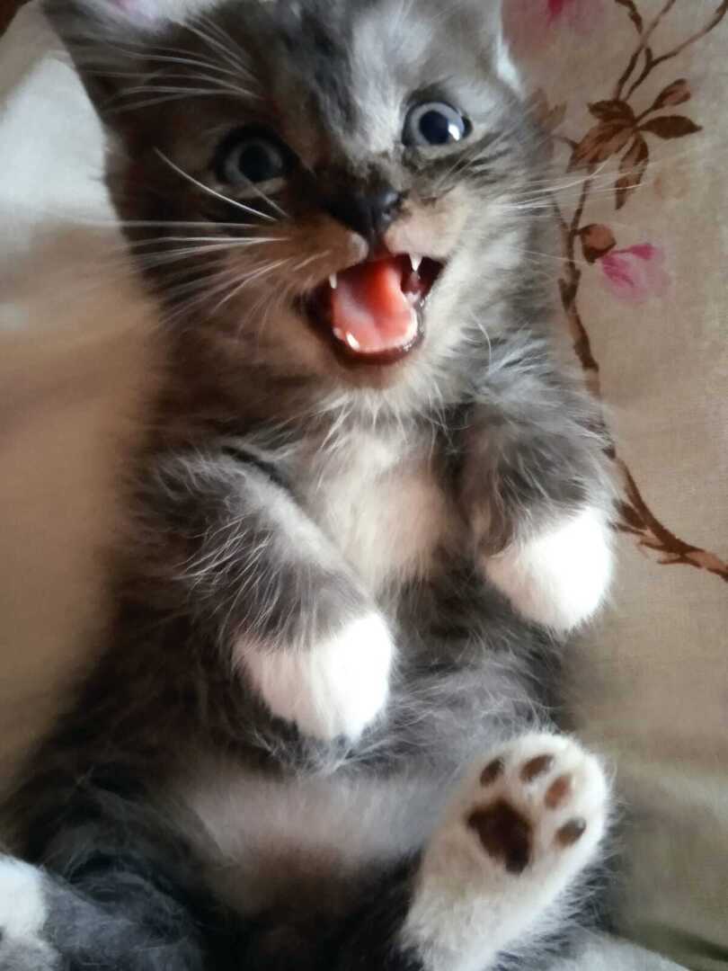 О Барсике! Рифмоплетство!