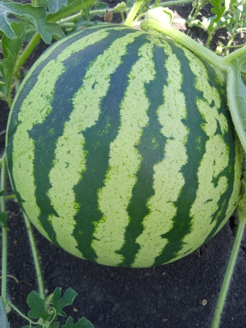 Мой первый удачный опыт обмена семенами через дачную ярмарку: как бесплатно получить семена сладкой бахчи к новому сезону