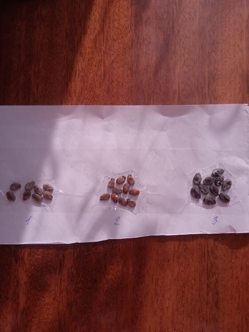 Мой первый удачный опыт обмена семенами через дачную ярмарку: как бесплатно получить семена сладкой бахчи к новому сезону