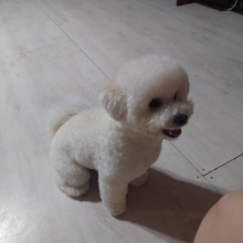 Бишон, г. Ульяновск