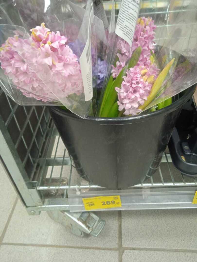 Какова цена букета на 8 Марта в 2024 году: обзор цен в торговых сетях Магнит и Пятерочка, что и по какой цене предлагают к празднику