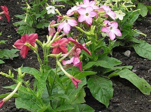 Это правда, что душистый табак отпугивает или уничтожает колорадского жука нашего любимого да роднехонького, пущай и противного да вредного?