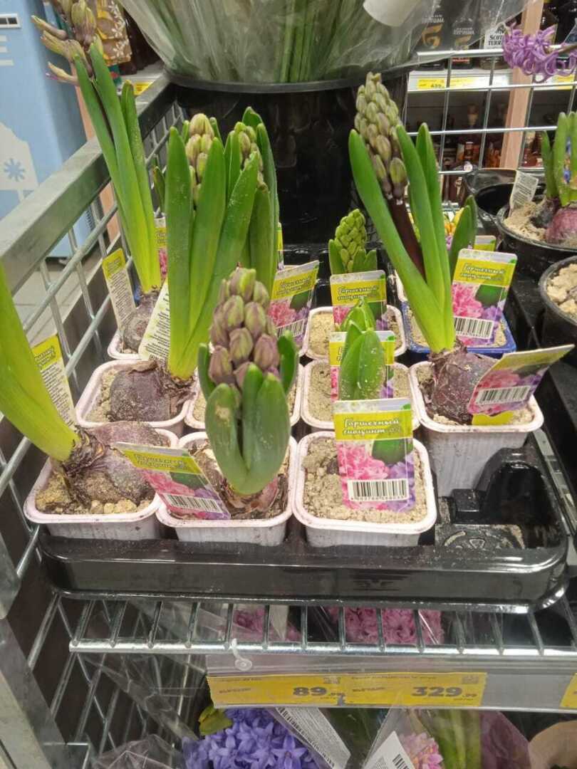 Какова цена букета на 8 Марта в 2024 году: обзор цен в торговых сетях Магнит и Пятерочка, что и по какой цене предлагают к празднику