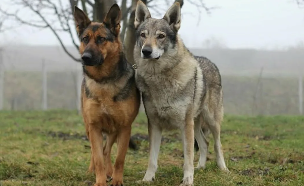 Из щенка в волка: удивительная история выживания