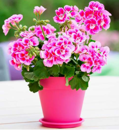 Домашний Эдем