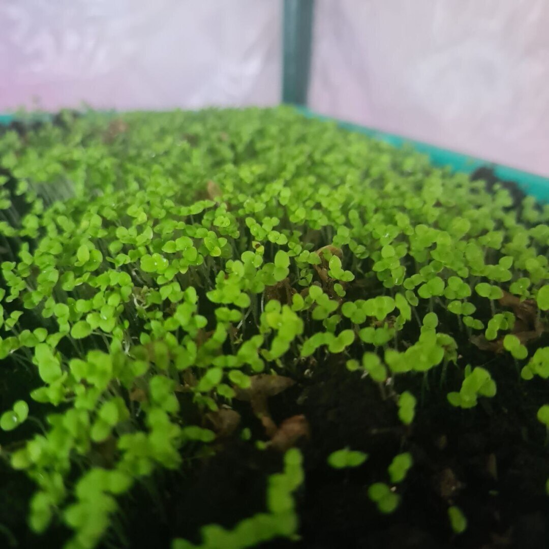 Как я решила вырастить огород на подоконнике и что из этого вышло