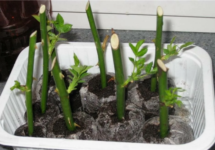 Не спешите выбрасывать подарочный букет роз, он может еще пригодиться