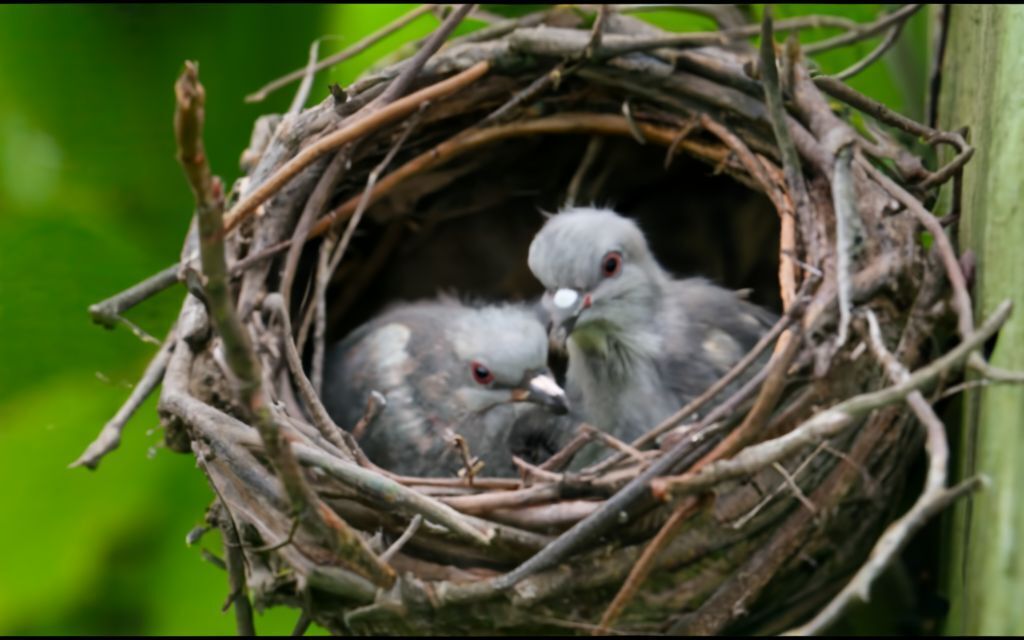 Где обитают птенцы голубей?