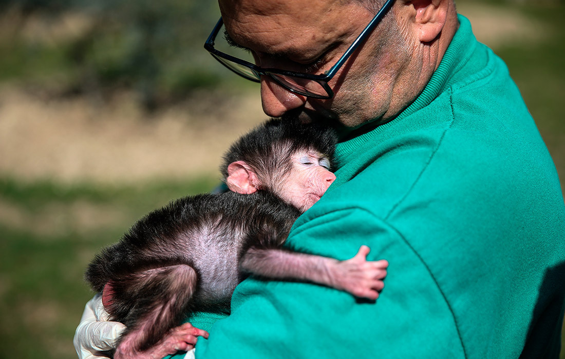 Детёныш павиана в природном парке Тарсус в турецком Мерсине