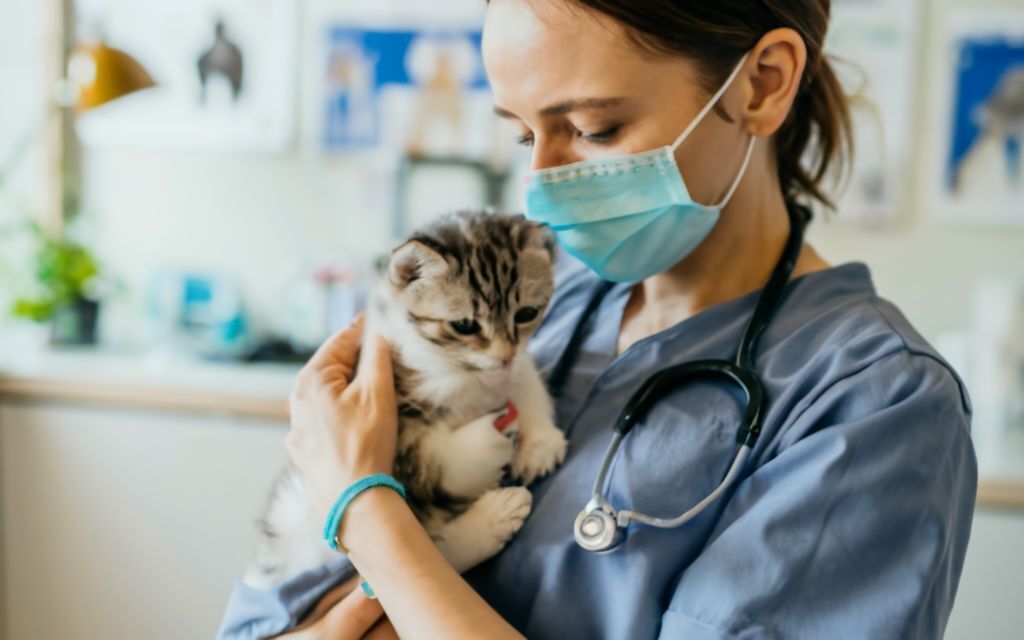 Какие прививки сделать котенку: руководство для владельцев домашних животных