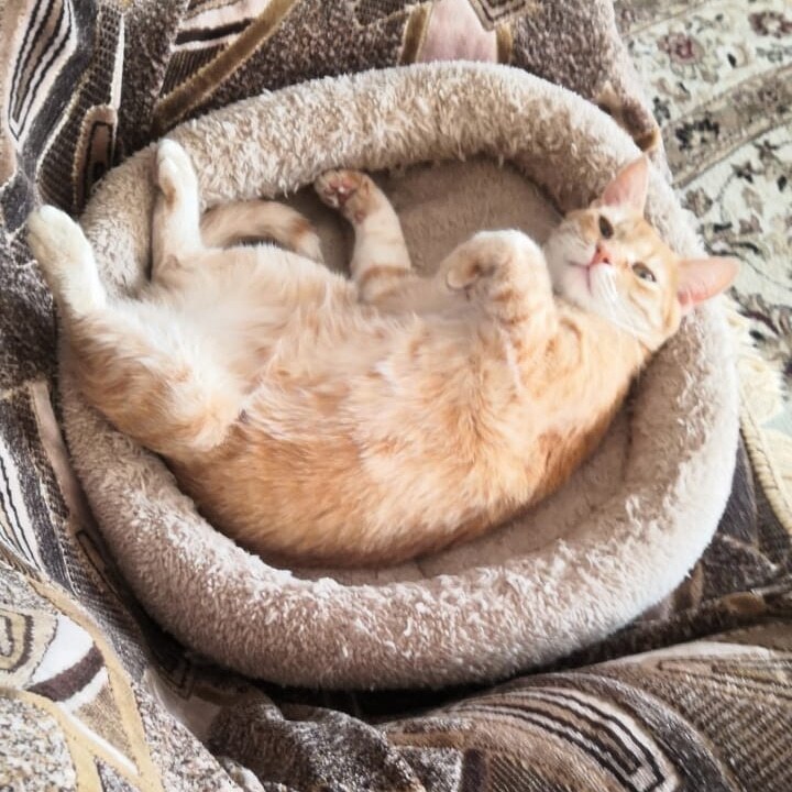 Как я встретила свою рыжую кошку или почему беспородные кошки не хуже