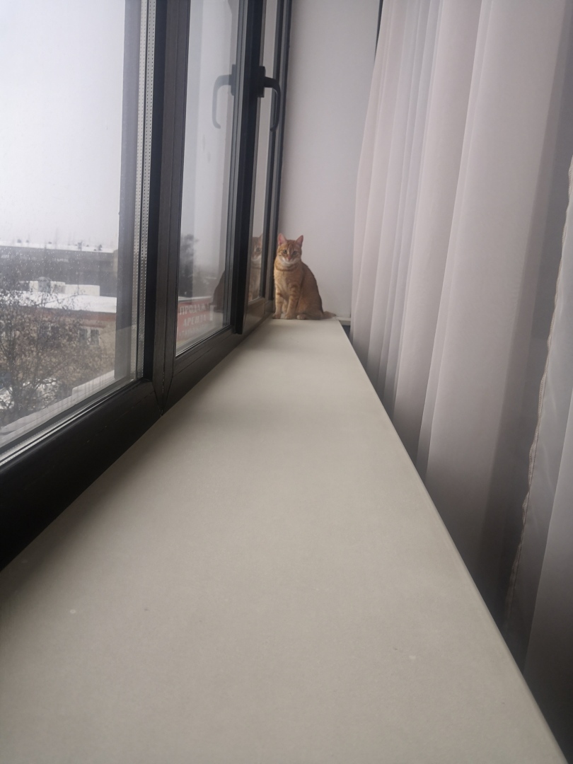 Как я встретила свою рыжую кошку или почему беспородные кошки не хуже