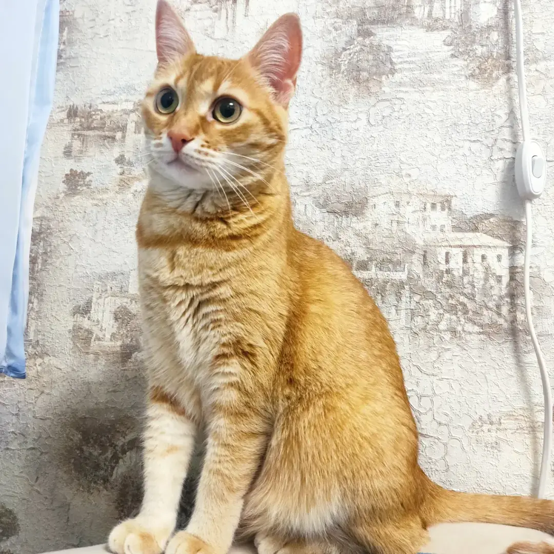 Как я встретила свою рыжую кошку или почему беспородные кошки не хуже