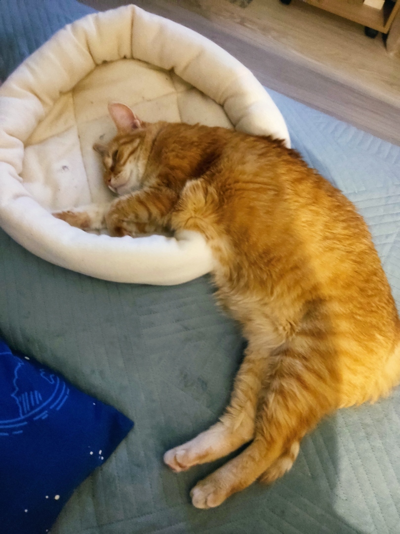 Как я встретила свою рыжую кошку или почему беспородные кошки не хуже