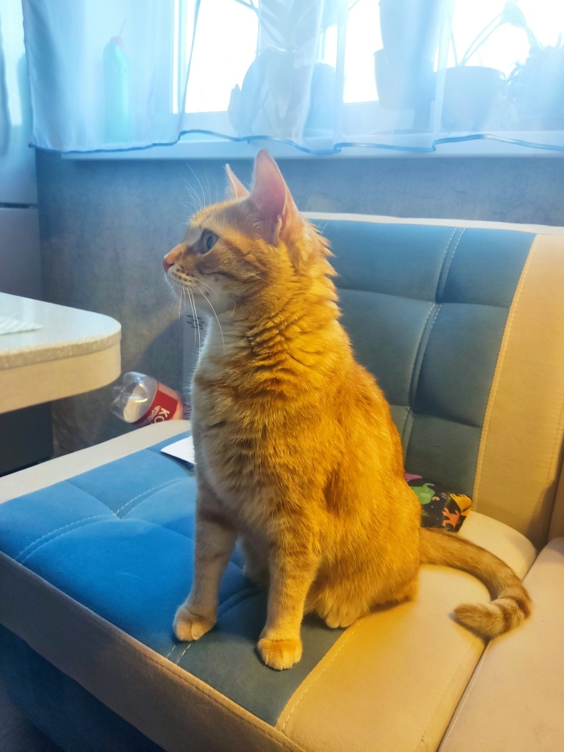 Как я встретила свою рыжую кошку или почему беспородные кошки не хуже