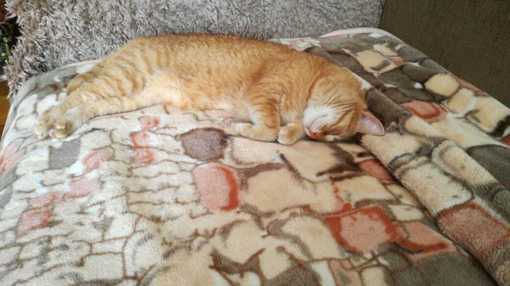 Как я встретила свою рыжую кошку или почему беспородные кошки не хуже