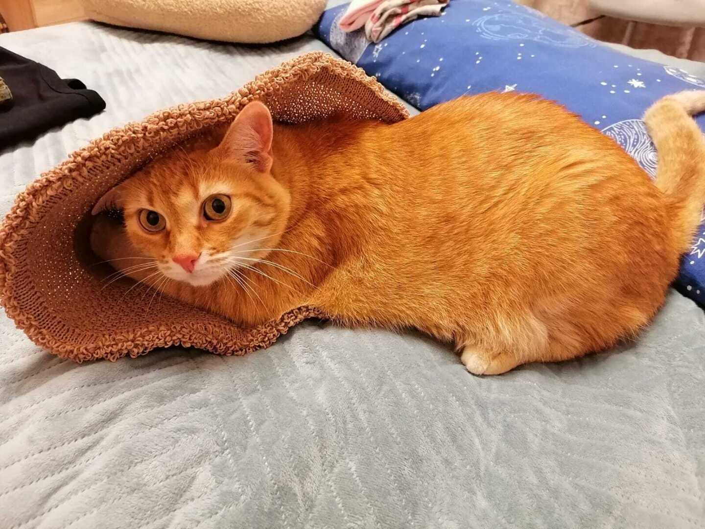 Как я встретила свою рыжую кошку или почему беспородные кошки не хуже