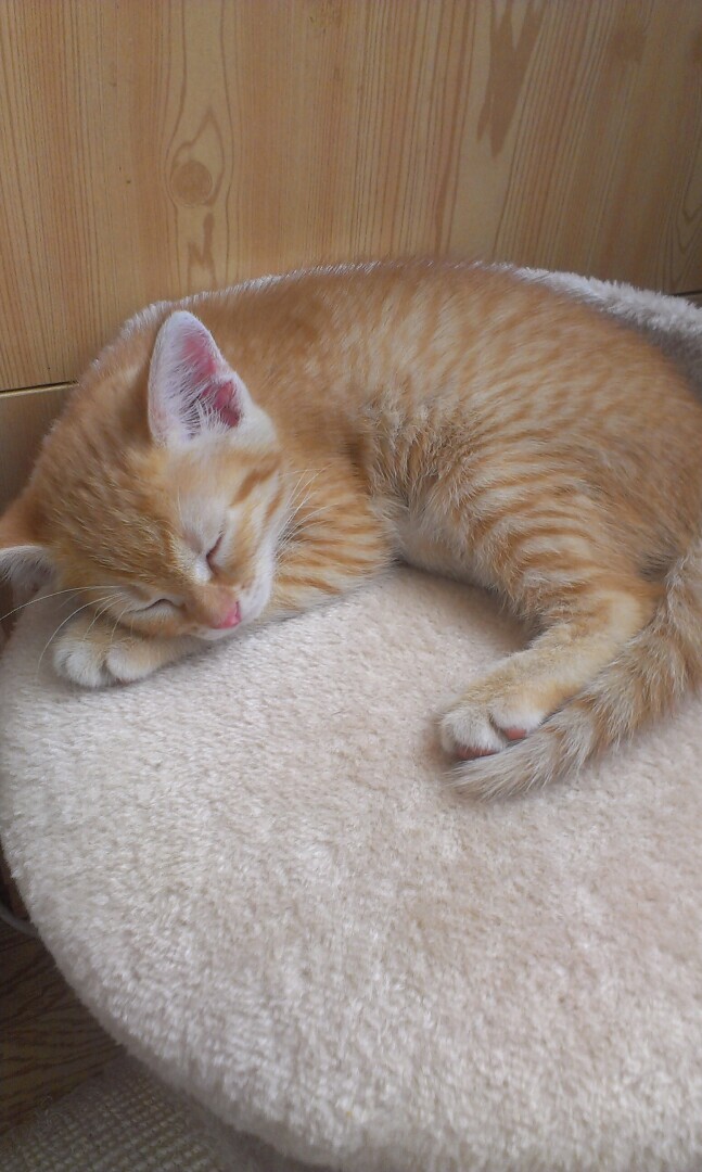 Как я встретила свою рыжую кошку или почему беспородные кошки не хуже