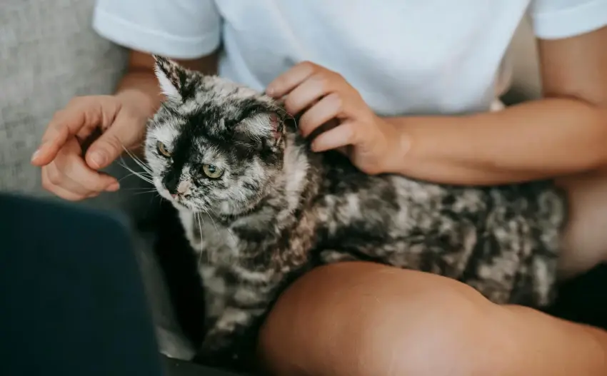 Почему кошка мешает работать за компьютером.