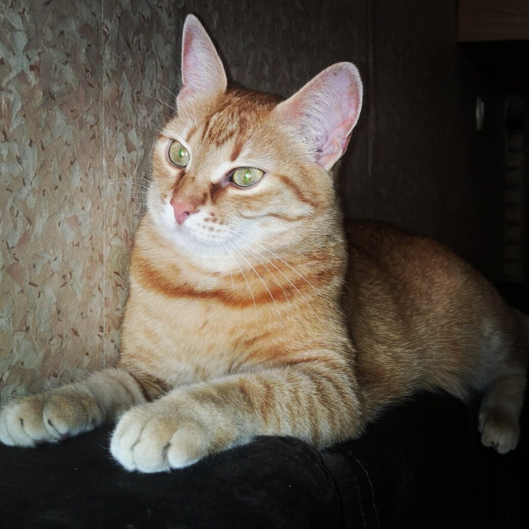 Как я встретила свою рыжую кошку или почему беспородные кошки не хуже