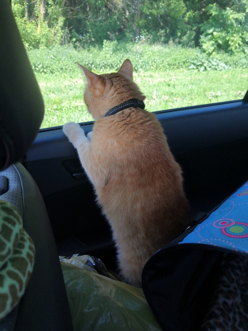 Как я встретила свою рыжую кошку или почему беспородные кошки не хуже