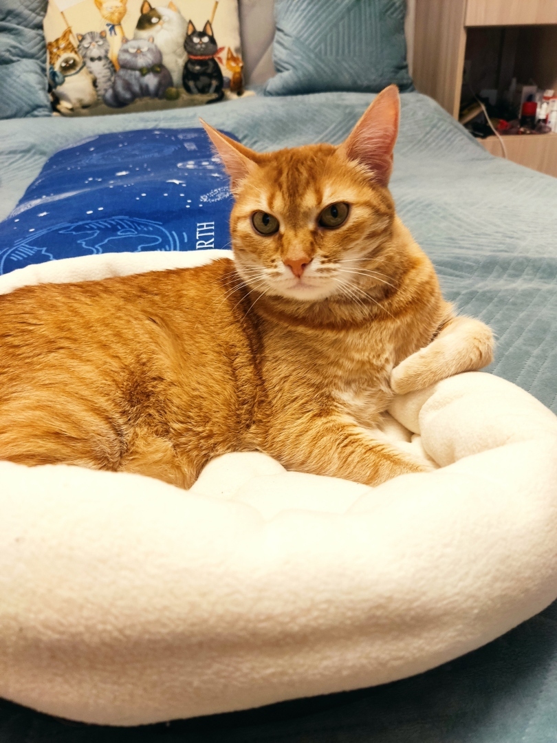 Как я встретила свою рыжую кошку или почему беспородные кошки не хуже