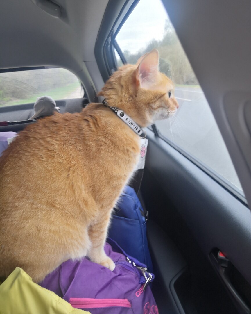 Как я встретила свою рыжую кошку или почему беспородные кошки не хуже