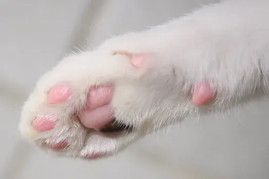 В "Пятерочку" взяли на работу кота?!