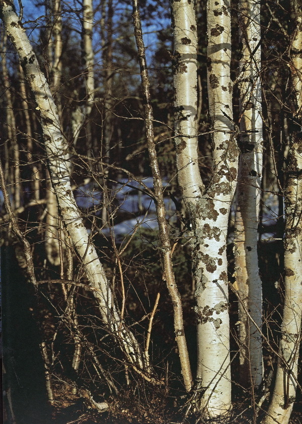 Наслаждение природой