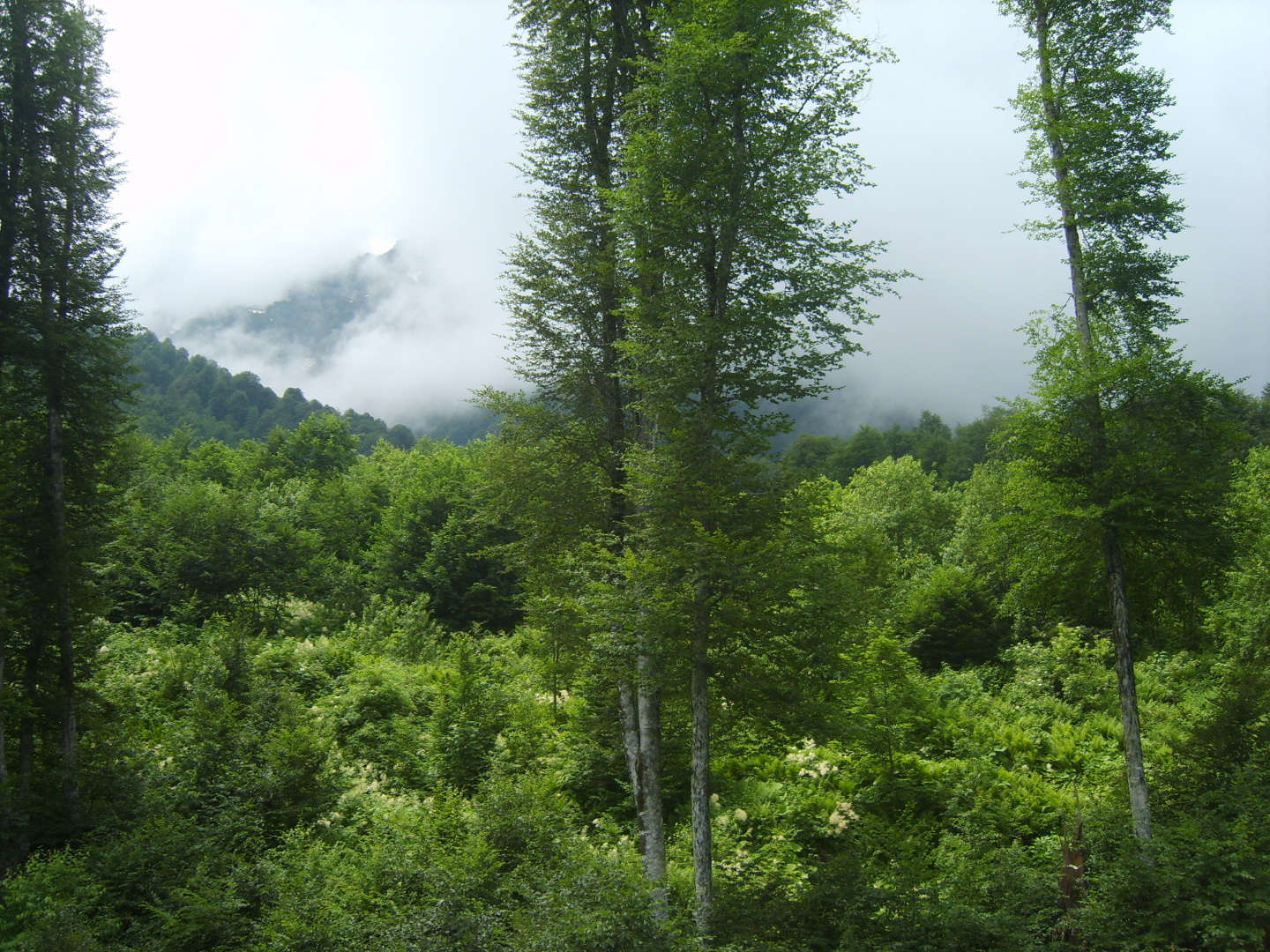Гора Аибга. Наша экскурсия. Заснеженные вершины, альпийские луга и чистейший горный воздух!