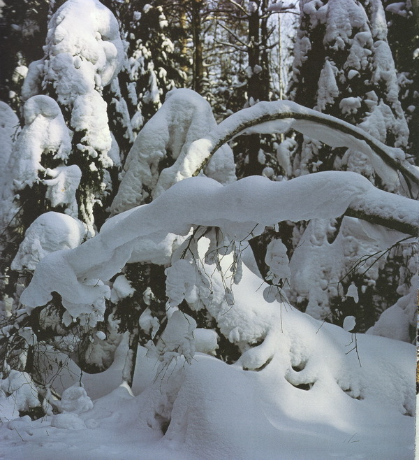 Наслаждение природой