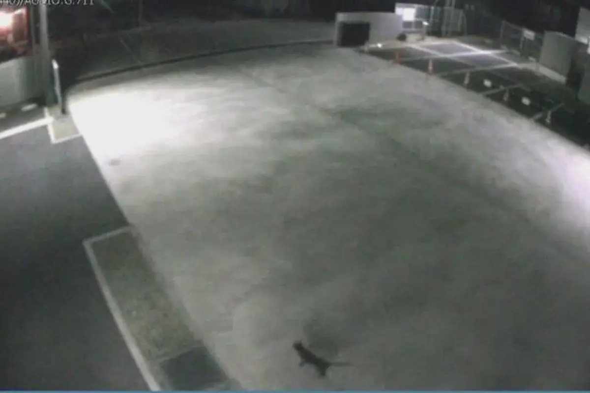 Японский город предупредили остерегаться кота, упавшего в чан с токсичными химикатами