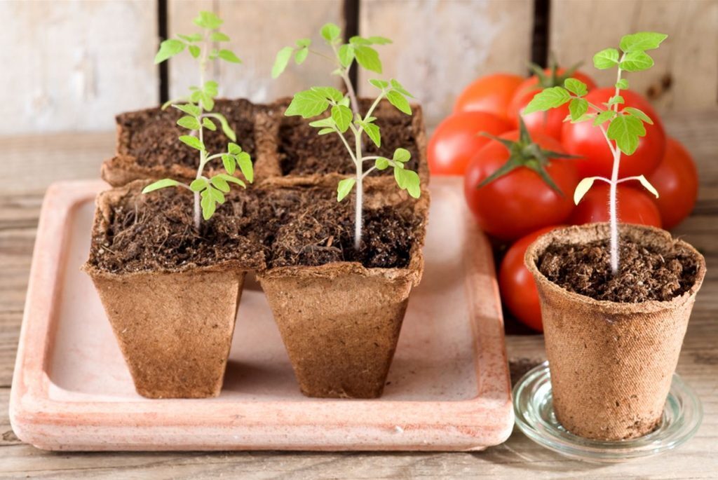 Нужно ли замачивать семена томатов, чтобы они лучше росли ?