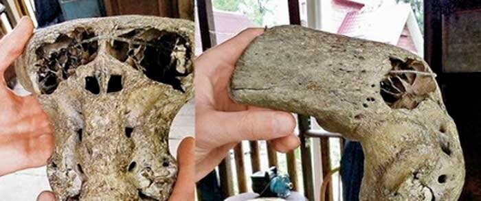 Загадочный портфель с черепами инопланетян найден в России